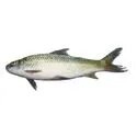FRESH BATA FISH - 250 GM